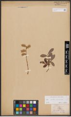Foto von Salix aurita L. x Salix purpurea L.